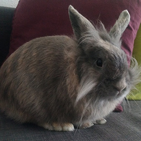 Morfine l'une de mes partenaires en médiation par l'animal en Alsace